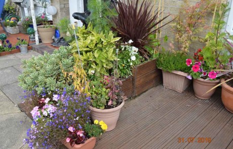 Best Container Garden - Silver (3)