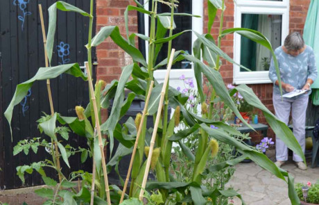 Best Edible Garden - Silver Gilt