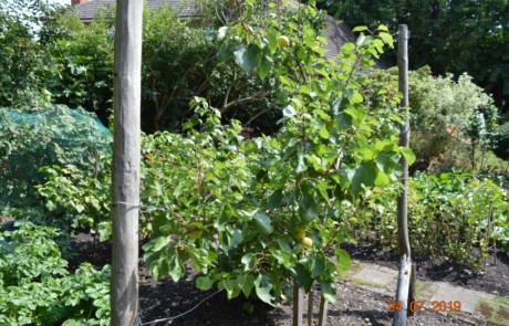 Best Edible Garden - Silver Gilt