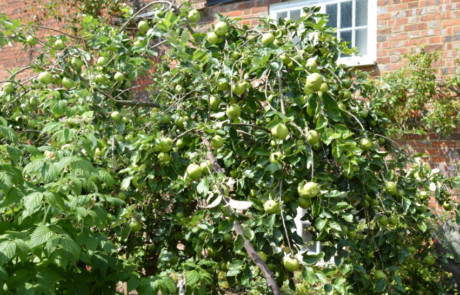 Best Edible Garden - Silver Gilt