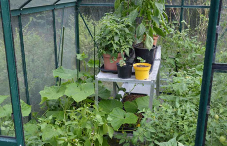 Best Edible Garden - Silver Gilt