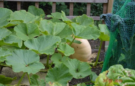 Best Edible Garden - Silver Gilt