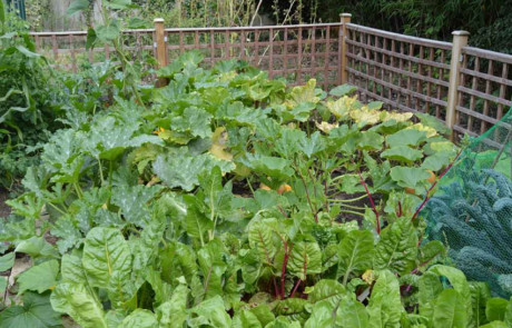 Best Edible Garden - Silver Gilt