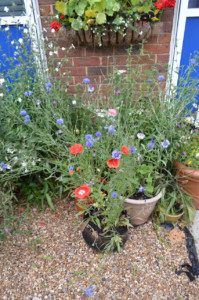 Aylesbury in Bloom Garden Competition 2021 Aylesbury High School