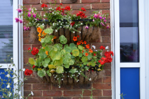 Aylesbury in Bloom Garden Competition 2021 Aylesbury High School