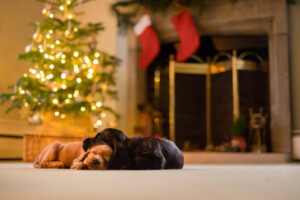 Hearing Dogs Christmas Market @ The Grange