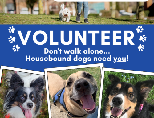 Dog walking volunteers needed